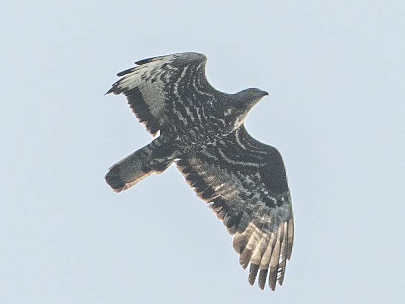 Falco pecchiaiolo,  maschio adulto